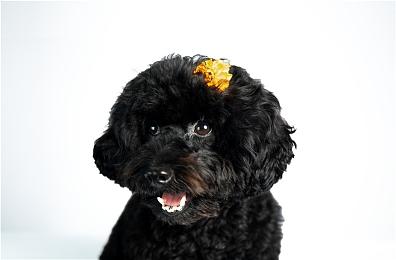 网传《寂静岭2：重制版》采用过肩视角